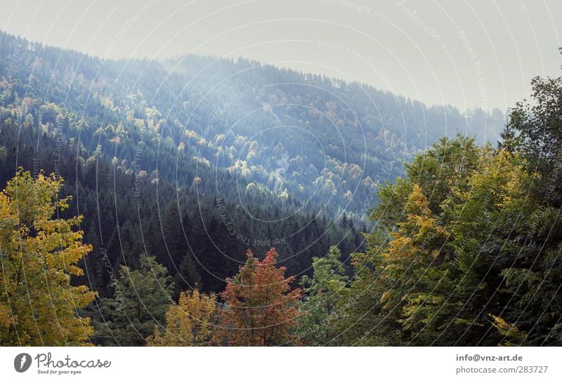 wood Mountain Sky Blue Gray Day Extreme Mountaineering Nature Vacation & Travel Hiking Climbing Forest Autumn Light Tree Sun Sunbeam Moody Yellow Orange