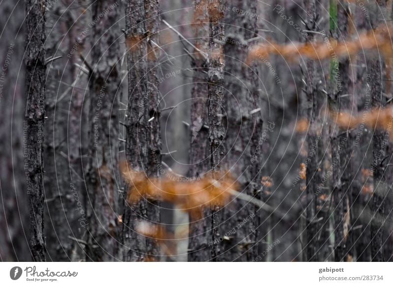 find peace Nature Landscape Plant Autumn Winter Tree Leaf Forest Brown Orange Emotions Moody Eternity Transience Time resting forest Calm Subdued colour