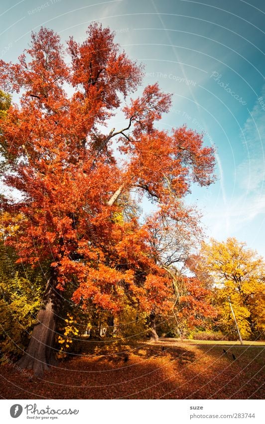 red october Environment Nature Landscape Sky Autumn Climate Weather Beautiful weather Tree Park Meadow Natural Blue Yellow Red Autumnal Early fall Autumn leaves