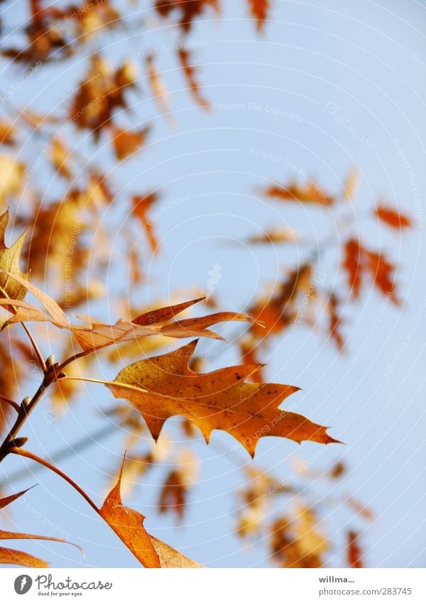 Autumn leaves waving softly in the wind ... autumn leaves Autumnal Twig red oak Leaf Oak leaf Tree Brown Yellow Orange Beautiful weather Autumnal colours