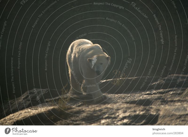 polar bear Zoo Animal Wild animal Polar Bear 1 Walking Large Brown White Colour photo Subdued colour Exterior shot Deserted Copy Space top Day