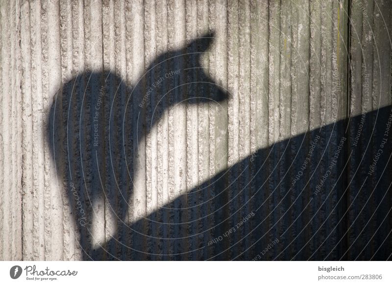 shadow turn Zoo Wild animal Roe deer 1 Animal Concrete Looking Stand Gray Black Colour photo Subdued colour Exterior shot Deserted Copy Space right Day