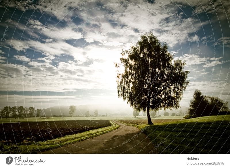 fall morning Environment Nature Landscape Plant Animal Sky Clouds Sun Sunrise Sunset Sunlight Autumn Fog Tree Meadow Field Forest Joie de vivre (Vitality) Calm