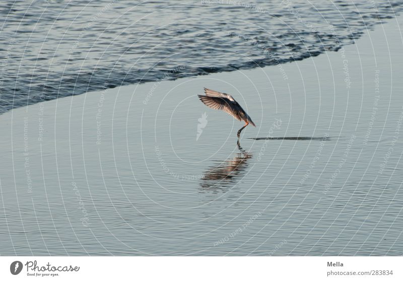 Runway reached Environment Nature Animal Water Coast North Sea Bird Wing 1 Movement Flying Small Natural Blue Landing Colour photo Exterior shot Deserted Day