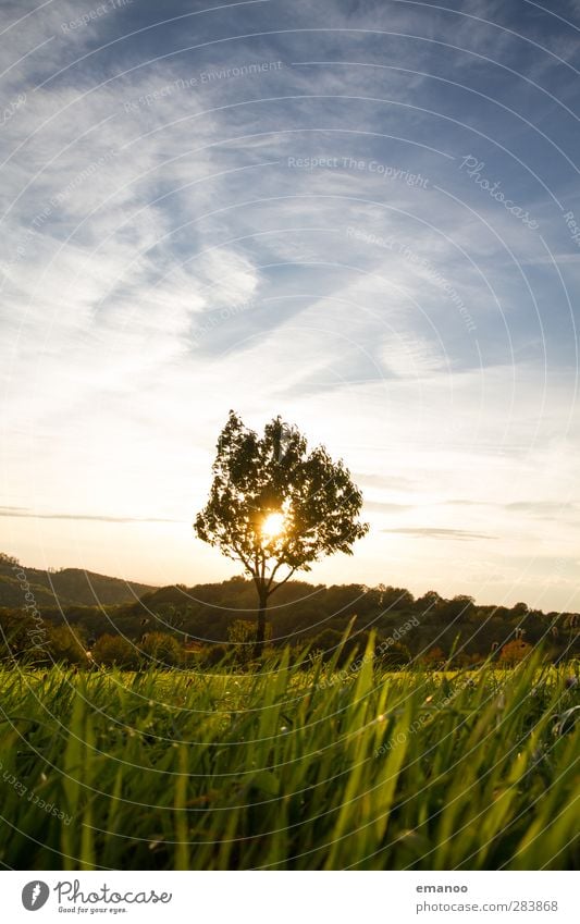 Tree against light Vacation & Travel Summer vacation Mountain Environment Nature Landscape Plant Sky Clouds Sun Climate Weather Grass Foliage plant Meadow Field