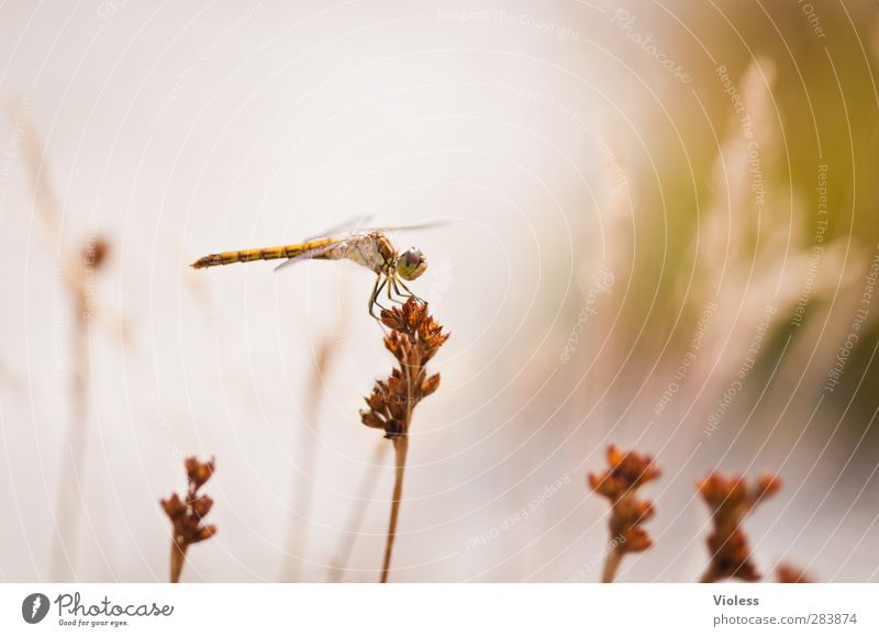 retirement Animal 1 Natural Brown Dragonfly Colour photo Exterior shot Macro (Extreme close-up) Deserted Day Sunlight Blur