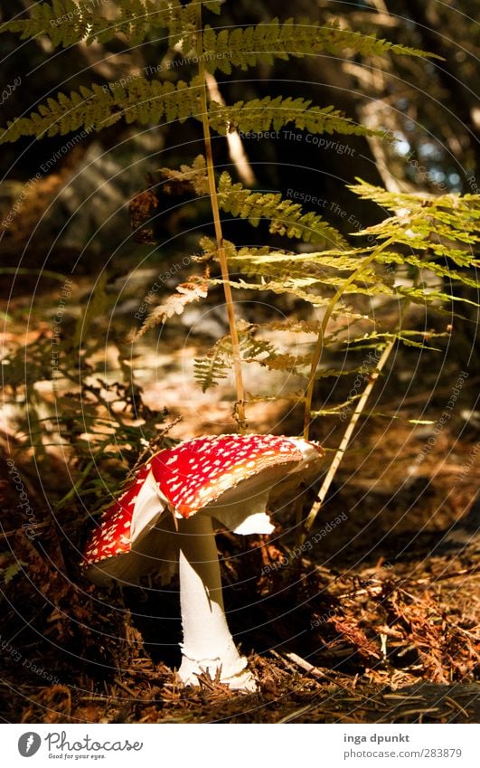 Little Red Riding Hood Environment Nature Plant Animal Autumn Beautiful weather Fern Mushroom Amanita mushroom Forest Discover Environmental protection