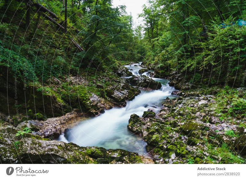 River flowing in green forest Mountain Forest Summer Water Landscape Nature Beautiful Colour Multicoloured Tree Seasons Rock Beauty Photography Stream Flow Leaf