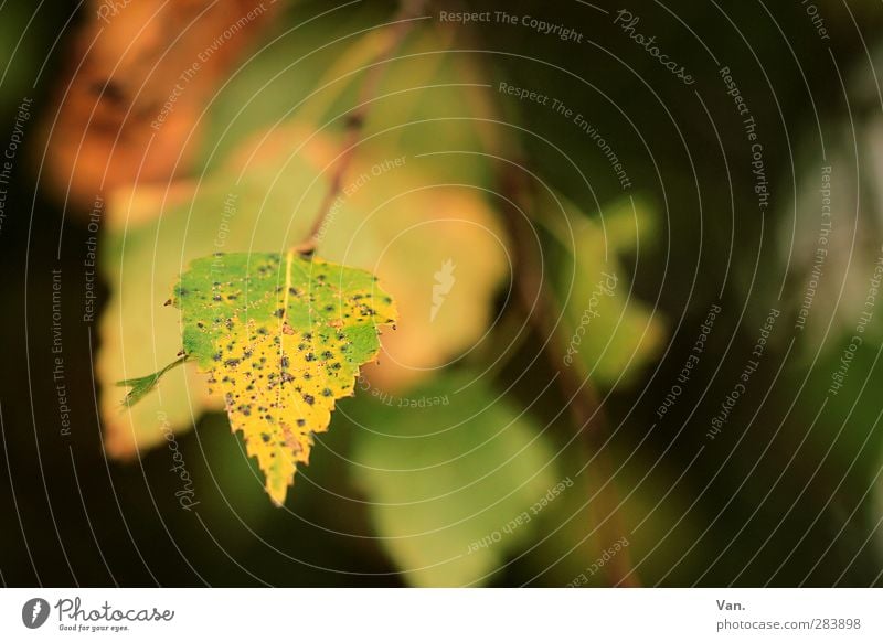 Autumn welcome! Nature Plant Leaf Birch tree Twig Garden Yellow Green Colour photo Multicoloured Exterior shot Deserted Day Sunlight Shallow depth of field