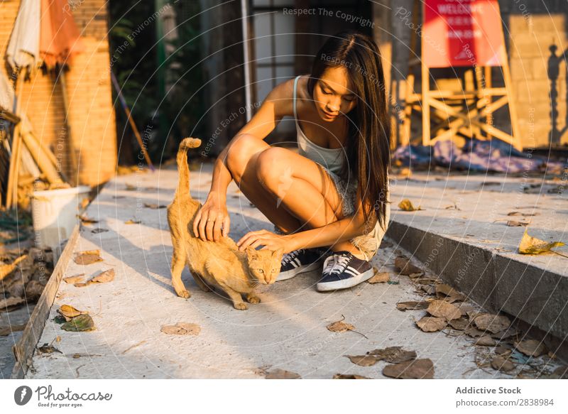 Asian woman playing with cat Cat Cute Street Pet Animal Kitten Fur coat Beautiful Stray furry Wild Delightful Fluffy Head pretty Resting Mammal Sit Yellow Wood