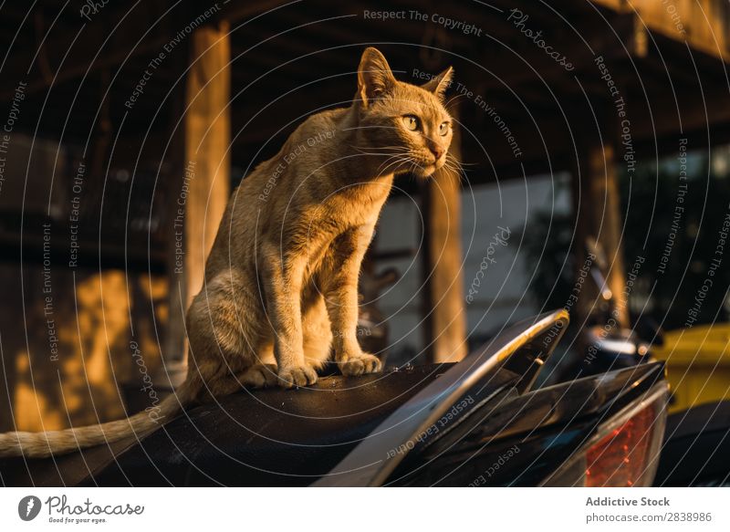 Cute pale cat on street Cat Street Homeless Pallid Pet Animal Kitten Fur coat Beautiful Stray furry Nature Portrait photograph Dirty Wild Loneliness Delightful