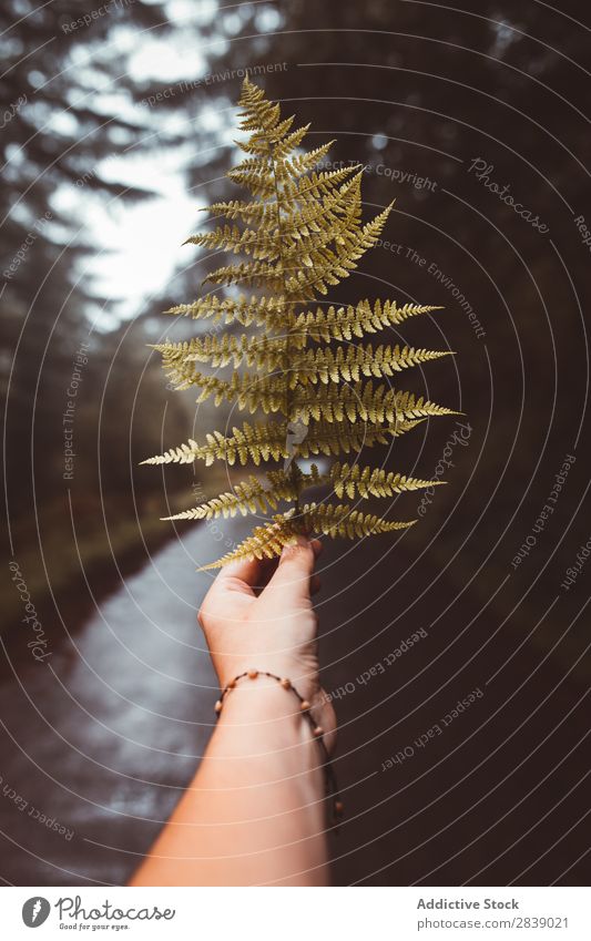 Hand holding branch in woods Forest Nature Autumn Branch Leaf Street Human being Hold Tourist Seasons Landscape Park Beautiful Multicoloured Natural Light