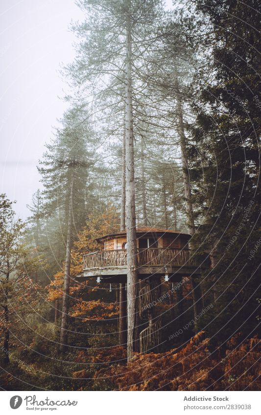 House in foggy autumn forest Forest Nature Autumn Building House (Residential Structure) Fog Trunk Seasons Landscape Park Beautiful Multicoloured Natural Leaf