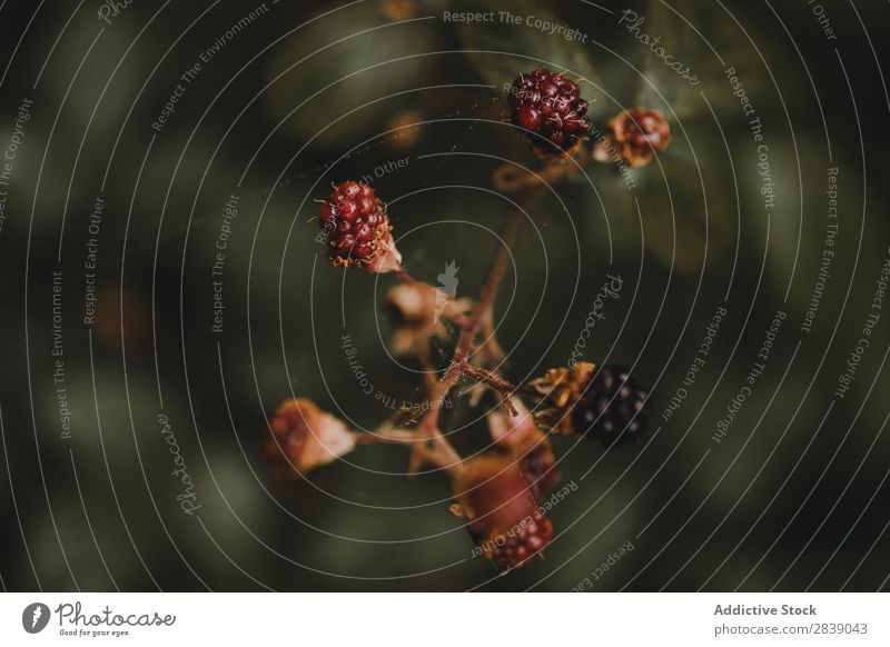 Close-up berries in forest Berries Wild Forest Red Black Fruit Food Nature Healthy Organic Fresh Mature Natural Summer Green Leaf Sweet Vitamin Juicy Dessert