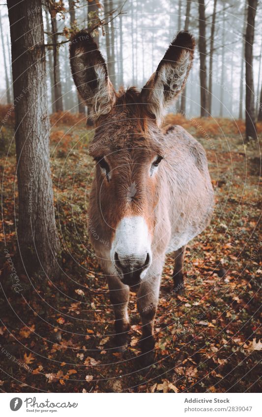 Donkey in autumn forest Forest Nature Autumn Animal Livestock Fence Rural Landscape Trunk Seasons Park Beautiful Multicoloured Natural Leaf Light Environment