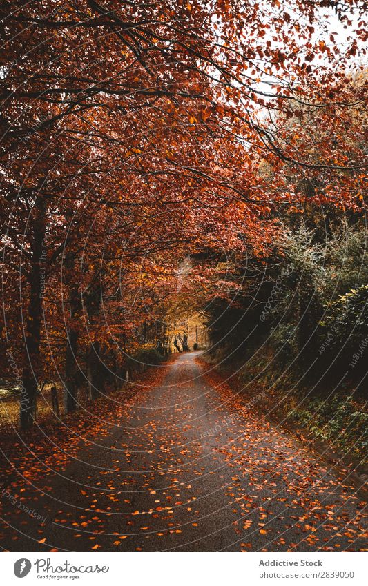 Asphalt road in red forest Forest Nature Autumn Street Leaf Rural Landscape Trunk Seasons Park Beautiful Multicoloured Natural Light Environment Plant scenery