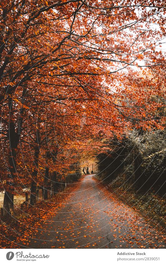 Asphalt road in red forest Forest Nature Autumn Street Leaf Rural Landscape Trunk Seasons Park Beautiful Multicoloured Natural Light Environment Plant scenery