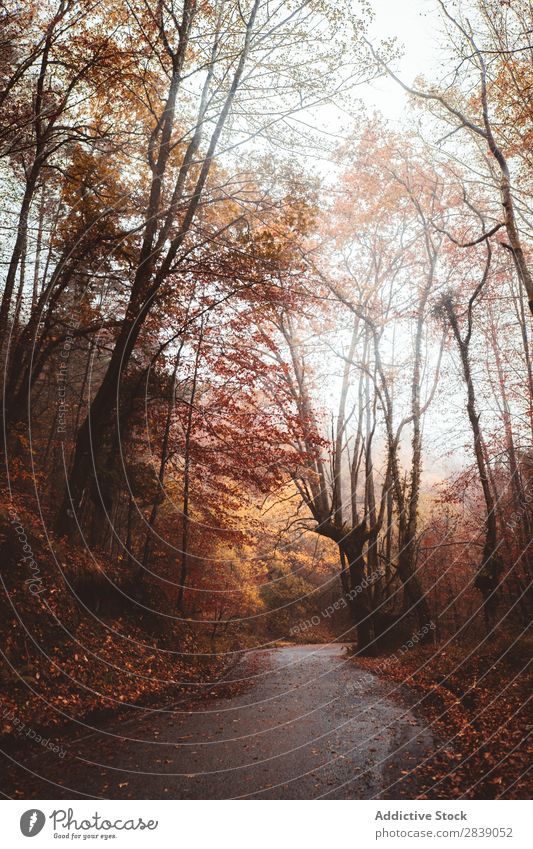 Asphalt road in red forest Forest Nature Autumn Street Leaf Rural Landscape Trunk Seasons Park Beautiful Multicoloured Natural Light Environment Plant scenery