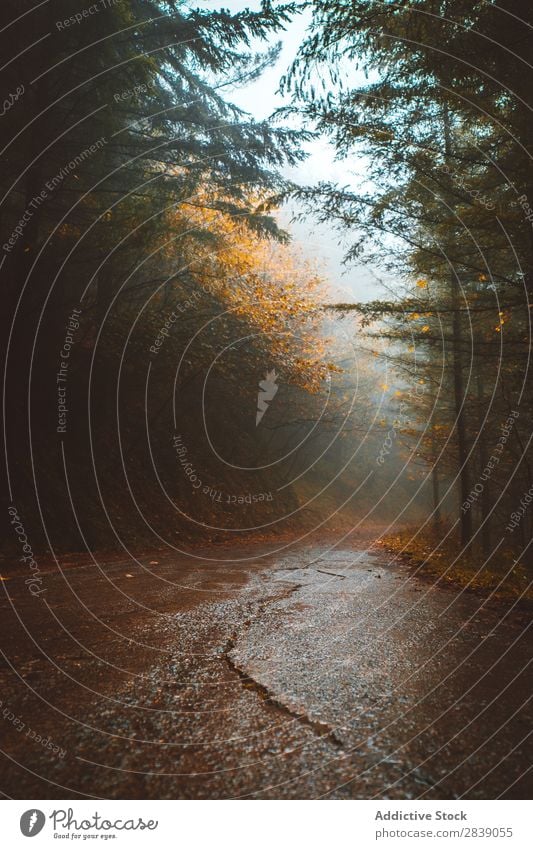 Road in foggy forest Forest Nature Autumn Street Asphalt Fog Rural Landscape Trunk Seasons Park Beautiful Multicoloured Natural Leaf Light Environment Plant