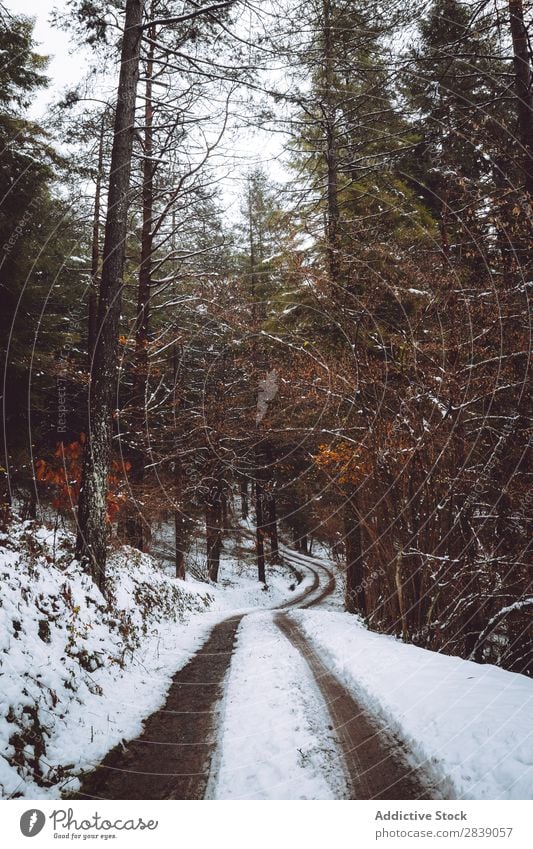 Road in white forest Forest Nature Winter Street White House (Residential Structure) Snow Rural Landscape Trunk Seasons Park Beautiful Multicoloured Natural