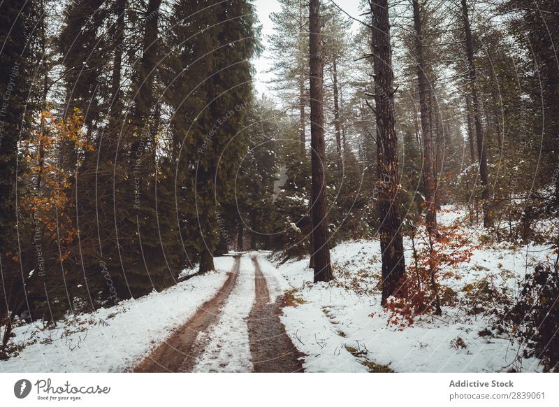 Road in white winter forest Forest Nature Winter Street White Snow Rural Landscape Trunk Seasons Park Beautiful Multicoloured Natural Leaf Light Environment