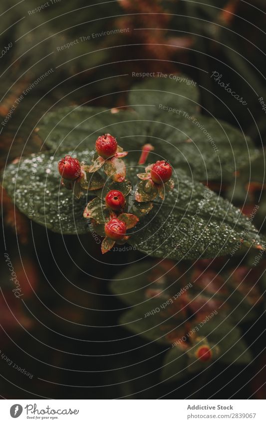 Close-up berries in forest Berries Wild Forest Red Black Fruit Food Nature Healthy Organic Fresh Mature Natural Summer Green Leaf Sweet Vitamin Juicy Dessert