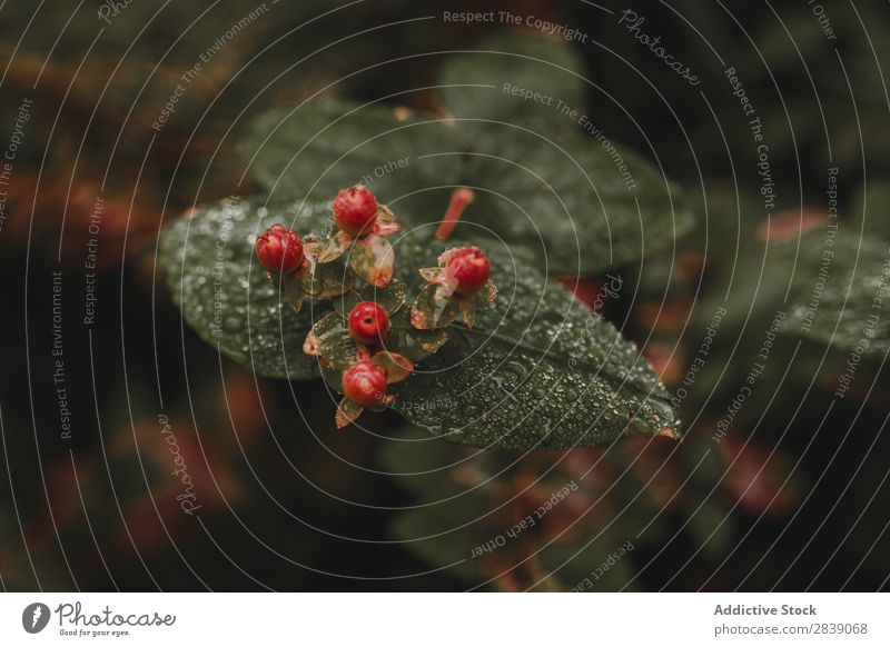 Close-up berries in forest Berries Wild Forest Red Black Fruit Food Nature Healthy Organic Fresh Mature Natural Summer Green Leaf Sweet Vitamin Juicy Dessert