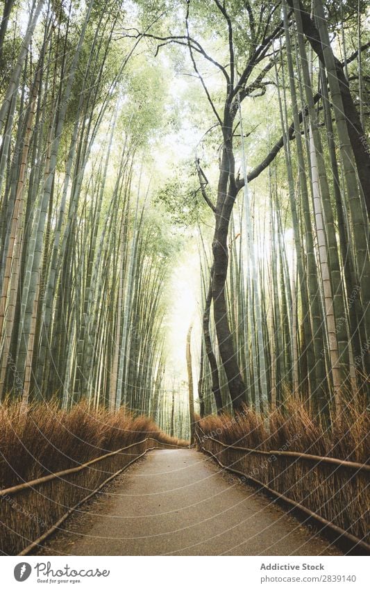 Pathway in bamboo grove Bamboo pathway Environment Corridor Nature Landscape Lanes & trails Garden Natural Street Attraction Green Destination Direction Serene