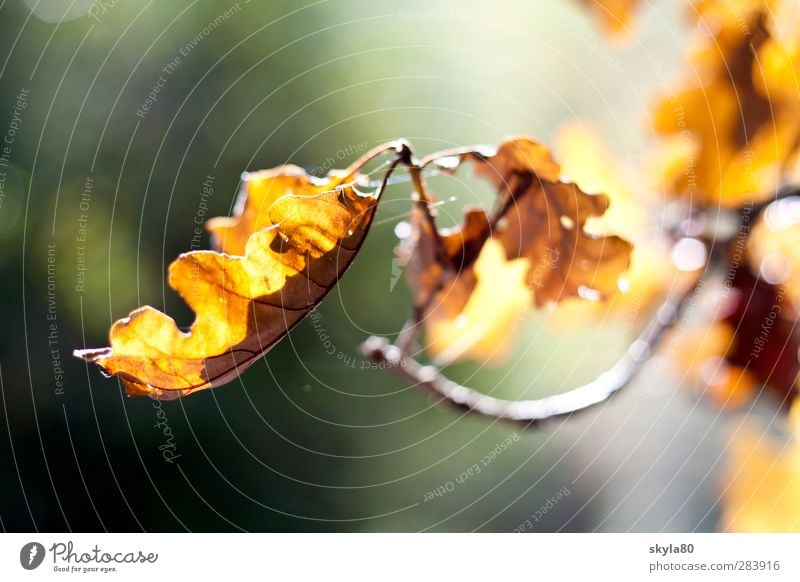 autumn warmth Autumn To fall Rachis Colour Colouring Structures and shapes Deciduous tree Contrast Transience Earth Autumnal colours Illuminate Autumn leaves