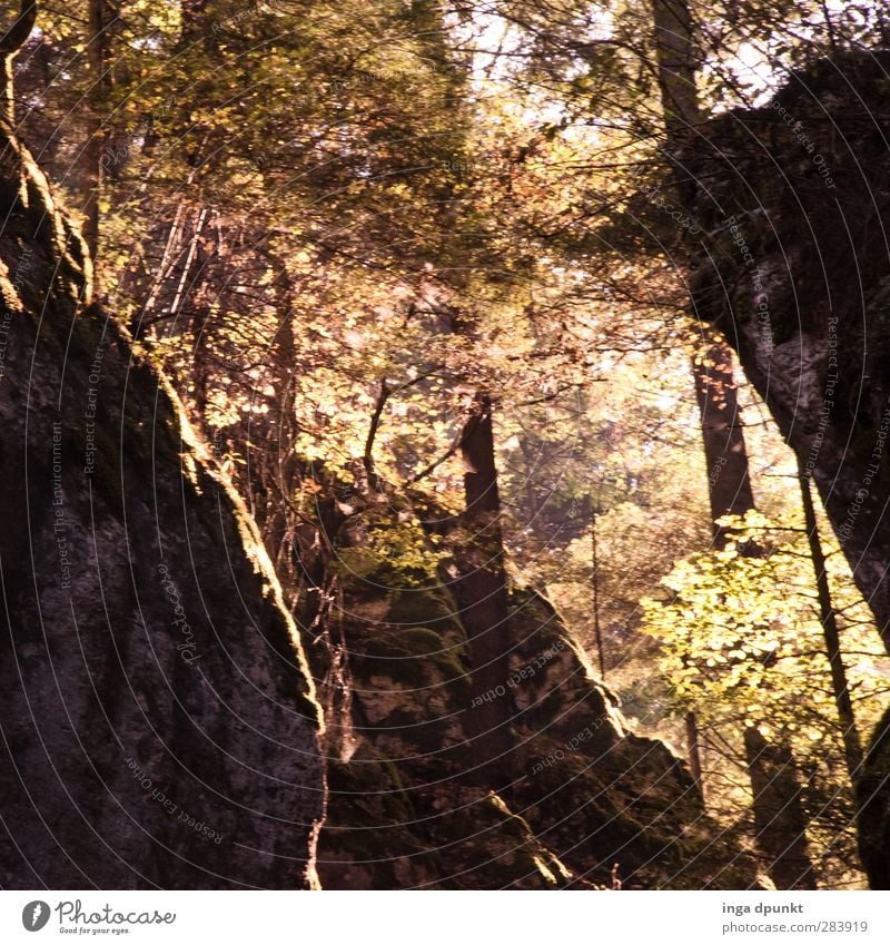 Forest view Environment Nature Landscape Plant Sun Sunlight Autumn Tree Rock Mountain Romania Siebenbürgen Deciduous forest Mountain forest Mountain hiking