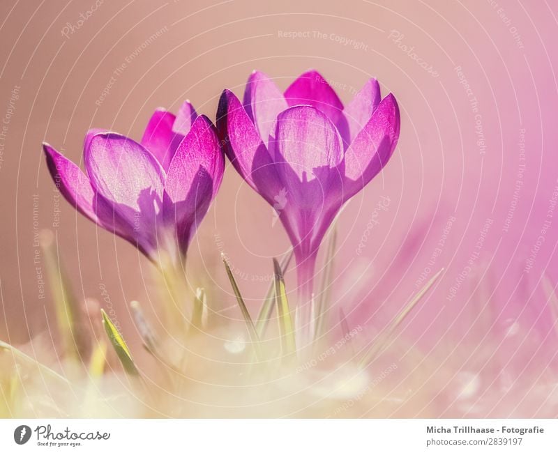 Crocuses in bright sunshine Easter Nature Plant Sun Sunlight Spring Beautiful weather Flower Grass Meadow Blossoming Glittering Illuminate Esthetic Elegant