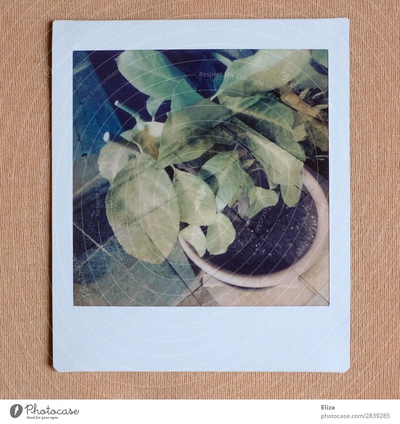 a random plant Plant Retro Double exposure Tile Houseplant Polaroid Analog Pink Green Subdued colour Lomography Deserted Copy Space bottom