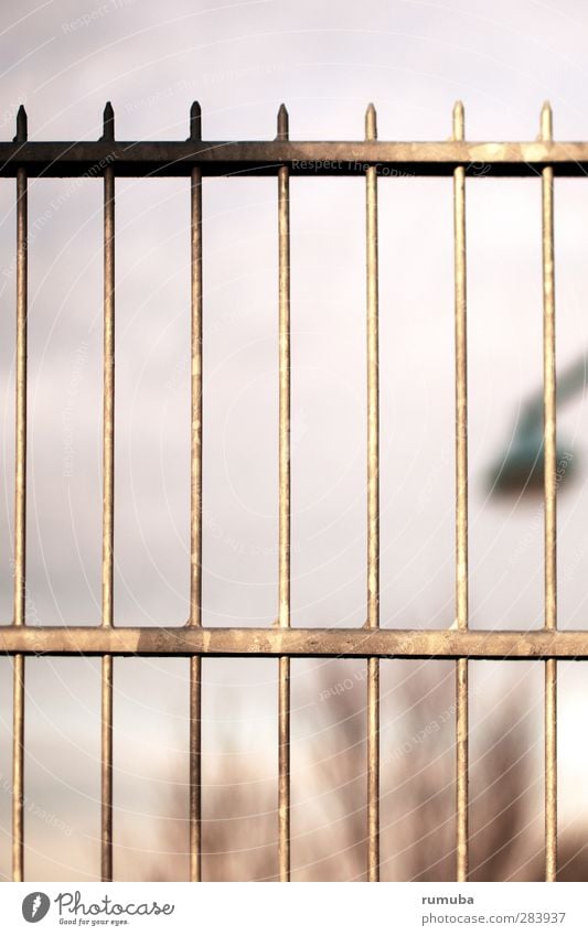 behind the fence Metal Steel Glittering Calm Safety Fence Street lighting Tree Sky Deserted Lamp Colour photo Exterior shot Day Light Shallow depth of field