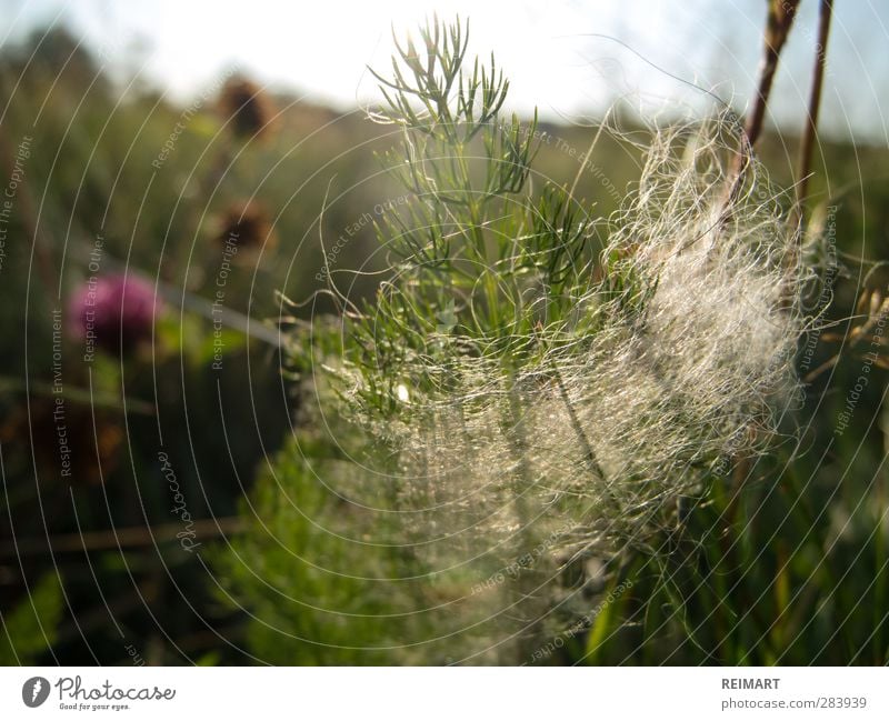 sixteen Landscape Grass Bushes Think Wait Natural Green Moody Spring fever Optimism Wanderlust Colour photo Close-up Detail Deserted Morning Sunlight Back-light