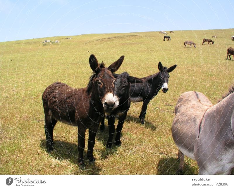 What are you doing? Americas Mule Animal Meadow Hill Pasture Nature Donkey