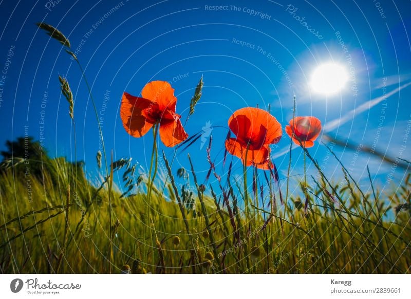 Red poppies in the cornfield Summer Nature Plant Jump Background picture Planning Sky blue Blue Sun Sunlight Sunbeam Grain Grain harvest Green Landscape Idyll