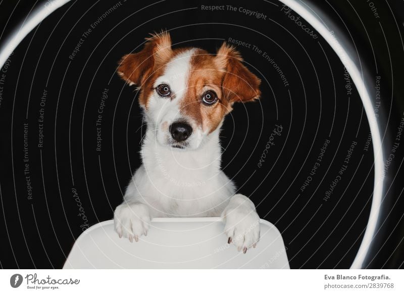 close up portrait of a cute dog on black bacground Happy Friendship Animal Pet Dog Love Dark Small Cute Brown Black White Emotions alert background eye Mammal