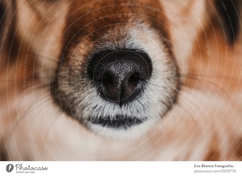 close up view of a dog snout. brown fur. macro shot Beautiful Face Animal Fur coat Pet Dog Love Sleep Small Wet Curiosity Cute Brown Black White Interest nose