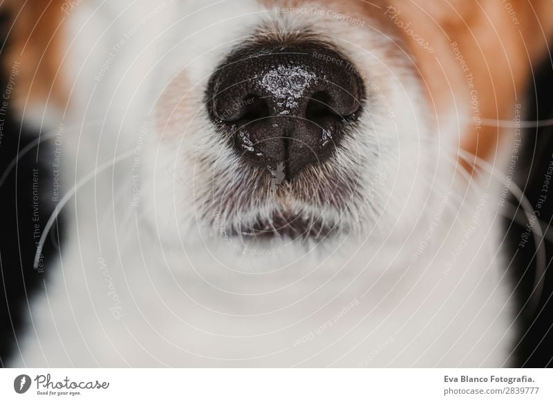 close up view of a dog snout. brown fur. macro shot Beautiful Face Animal Fur coat Pet Dog Love Sleep Small Wet Curiosity Cute Brown Black White Interest nose