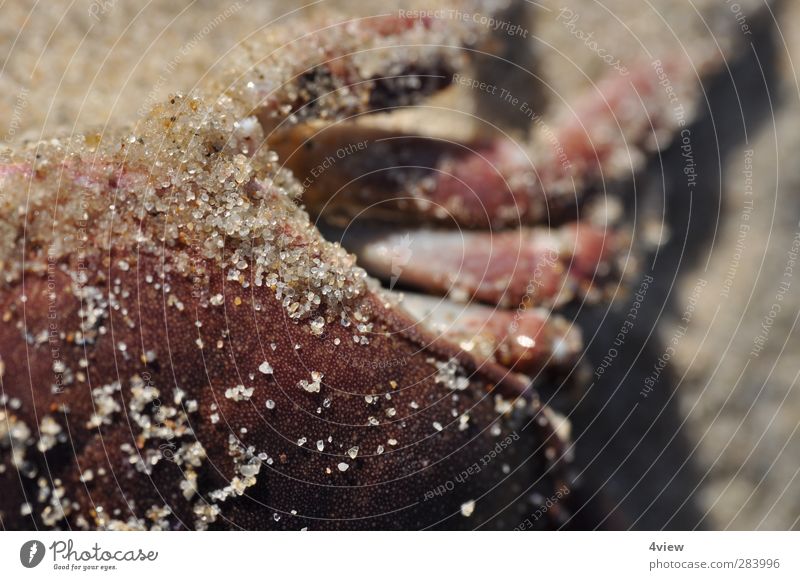 cancer red Fishing (Angle) Vacation & Travel Trip Summer Beach Beautiful weather Coast North Sea Dead animal Shellfish Sand Animal tracks Red Colour photo