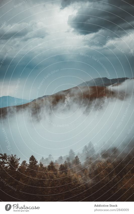 Evergreen trees on mountain slope in fog Mountain Forest Fog Landscape Magic Panorama (Format) Vacation & Travel Natural magical Mysterious Weather tranquil