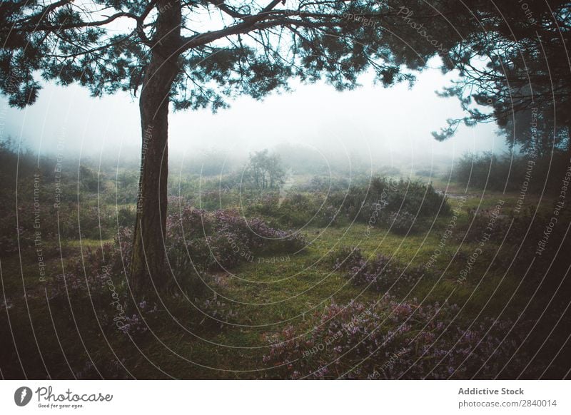 Pine tree in foggy morning pine tree Fog Landscape Spruce Forest Magic Peaceful Haze Spooky Deserted Seasons Colour Nature Rural Adventure scenery Mysterious