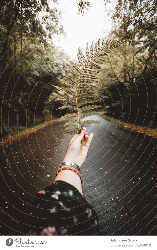 Crop hand with fern leaf on road Human being Fern Autumn Leaf Indicate Hold Wilderness Rustic Hand Park roadway paved Traveling Forest Calm Branch Woman Green