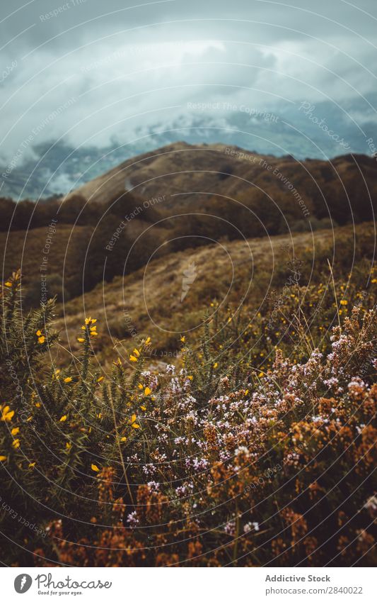 Wild flowers in moody autumnal mountains Mountain Gloomy Meadow flower Valley Landscape Autumn Weather Blooming Dark Idyll Remote Picturesque Deserted Plant