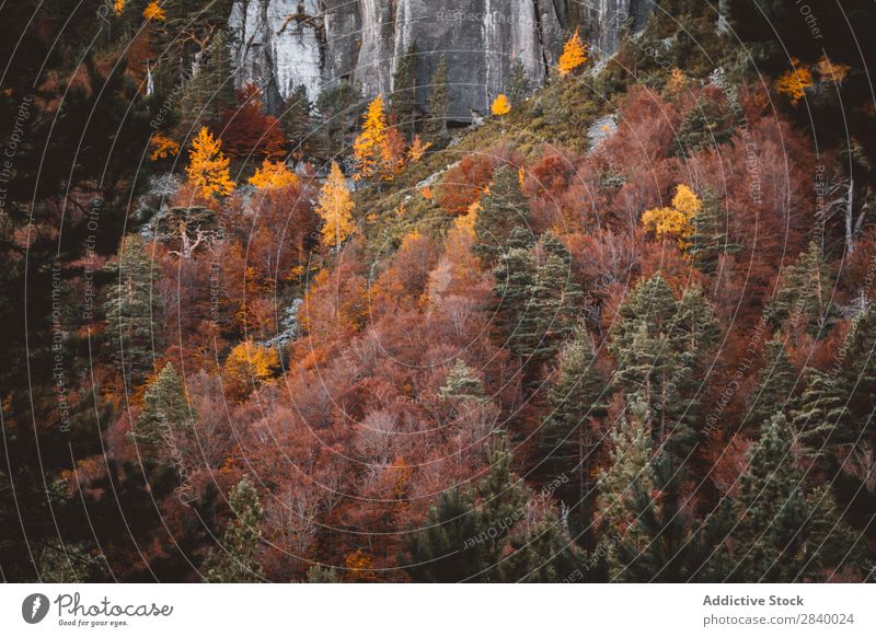 Bright autumnal trees on rocky slope Landscape Cliff Tree Autumn Forest Autumnal Colour Nature magnificent Peaceful scenery Rock Mountain Leaf tranquil