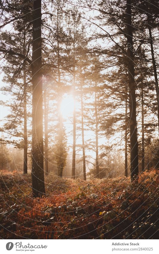 Sunlight in tranquil autumnal woods Forest Autumn Magic scenery Nature Fog Picturesque Fresh Leaf Environment Light Seasons Natural Bright Landscape Sunbeam