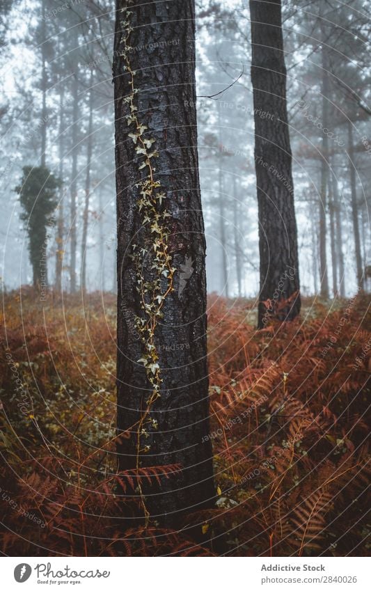 Landscape of tranquil autumnal woods Forest Autumn Sunlight Magic scenery Nature Fog Picturesque Fresh Leaf Environment Light Seasons Natural Bright Sunbeam