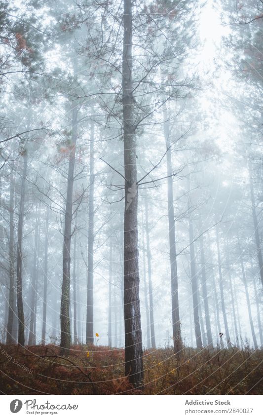 Landscape of tranquil autumnal woods Forest Autumn Sunlight Magic scenery Nature Fog Picturesque Fresh Leaf Environment Light Seasons Natural Bright Sunbeam