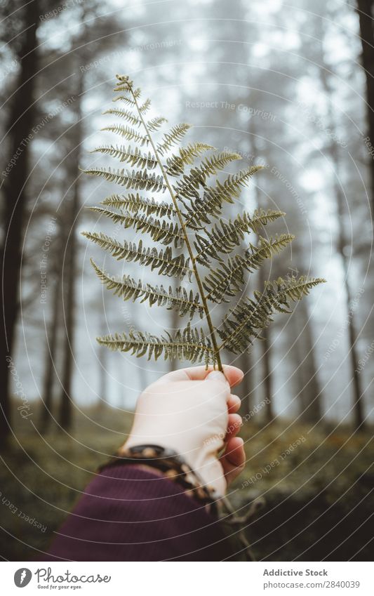 Crop hand with fern leaf on road Human being Fern Autumn Leaf Indicate Hold Wilderness Rustic Hand Park roadway paved Traveling Forest Calm Branch Woman Green