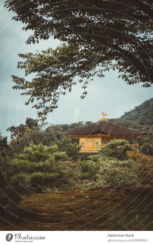 Yellow traditional Asian building Building asian Nature Green Vantage point Beautiful Natural East Tower Tradition oriental eastern Pagoda Seasons Fresh